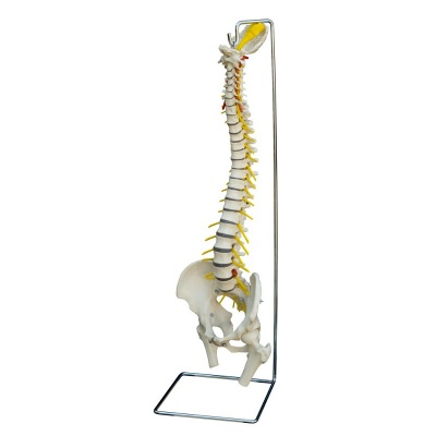 Rudiger Flexible Life-Size Human Spine Model with Herniated Disc